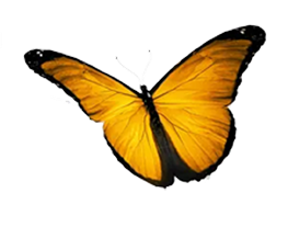 mariposa-decoracion-home-feria-expobar-2025
